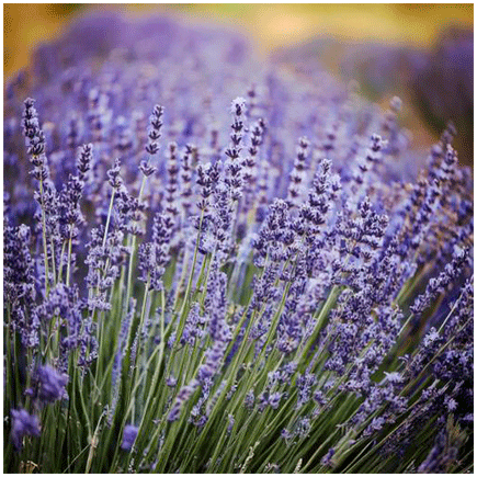 Lavender Plus Natural flavour